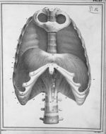 Diaphragme pendant l'expiration - Manuel d'anatomie descriptive du corps humain, représentée en plan [...]
