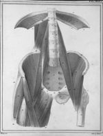 Muscles grand et petit psoas, iliaque et carré des lombes - Manuel d'anatomie descriptive du corps h [...]