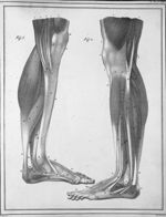 Manuel d'anatomie descriptive du corps humain, représentée en planches lithographiées. Tome II