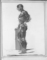 Manuel d'anatomie descriptive du corps humain, représentée en planches lithographiées. Tome II