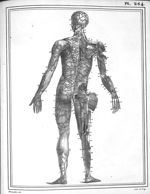 Manuel d'anatomie descriptive du corps humain, représentée en planches lithographiées. Tome IV