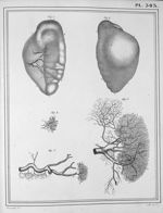 Manuel d'anatomie descriptive du corps humain, représentée en planches lithographiées. Tome V