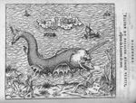 Poisson nommé Uletif, espece de Licorne de mer - Discours d'Ambroise Paré, conseiller premier chirur [...]