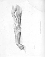 Dissection of the veins and nerves at the bend of the arm - A series of engravings explaining the co [...]
