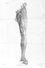 Superficial dissection of the veins and nerves of the thigh and leg - A series of engravings explain [...]