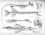 Squelettes. Fig. 109 à 111. Cartilages laryngiens (Homme  et cheval) / Fig. 112. Echidné / Fig. 113. [...]