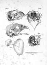 Fig. 1 à 6. Organe de l'ouïe des oiseaux : conduit auditif externe, membrane du tympan, tympan lui-m [...]