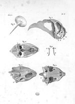 Fig. 8. Osselet de la tortue / Fig. 9 à 12. Osselets du tympan de la tortue - Planches pour les œuvr [...]