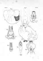 Fig. 1. Langue du mandrill, poche située devant le larynx en dehors, lobes de la glande thyroïde et  [...]