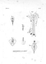 Fig. 8. Trachée-artère du dinde / Fig. 11. Trachée-artère de la glotte du pigeon / Fig. 10. Glotte d [...]