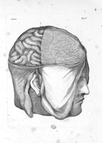 Vue du cerveau par sa partie convexe, dont la moitié antérieure est recouverte par la dure-mère - Pl [...]