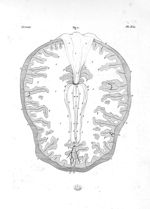 Coupe du cerveau, faite à la hauteur du corps calleux. Fig. 2. Corps calleux sur les côtés duquel se [...]