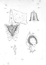 Fig. 1. Réseau ou toile vasculaire qui réunit les plexus choroïdes / Fig. 2. Variété des veines de G [...]