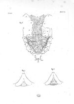 Fig. 3. Réseau ou toile vasculaire qui réunit les plexus choroïdes / Fig. 6 et 7. Variétés des relie [...]