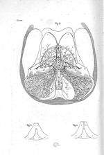 Fig. 1. Couches optiques, corps striés, glande pinéale et tubercules quadrijumeaux à découvert / Fig [...]