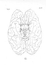 Face intérieure du cerveau : on y aperçoit les circonvolutions moyennes et postérieures de ce viscer [...]