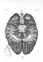 Base du cerveau et les nerfs qui en sortent - Planches pour les œuvres de Vicq-d'Azyr, recueillies e [...]
