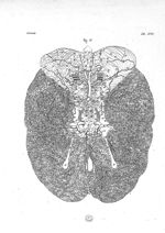 Arteres de la base du cerveau - Planches pour les œuvres de Vicq-d'Azyr, recueillies et publiées ave [...]