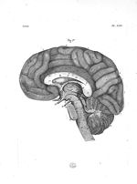 Cerveau coupé perpendiculairement de devant en arriere, et divisé en deux parties égales - Planches  [...]