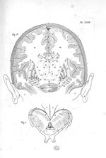 Fig. 1. Coupe de cerveau faite perpendiculairement de droite à gauche dans la partie moyenne de cet  [...]