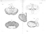 Fig. 1. Coupe du cervelet depuis les tubercules quadrijumeaux inférieurs jusqu'à la moëlle alongée / [...]