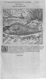 Fig. 6. Hérisson de mer - Les Oeuvres d’Ambroise Paré, conseiller et premier chirurgien du roy, divi [...]