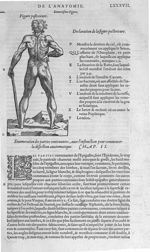 Fig. 12. Figure postérieure - Les Oeuvres d’Ambroise Paré, conseiller et premier chirurgien du roy,  [...]