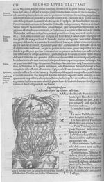 Fig. 14. Ventre inférieur - Les Oeuvres d’Ambroise Paré, conseiller et premier chirurgien du roy, di [...]