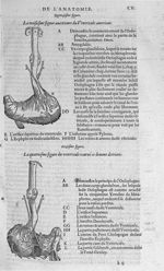 Fig. 15 et 16. Ventricule antérieur - Les Oeuvres d’Ambroise Paré, conseiller et premier chirurgien  [...]