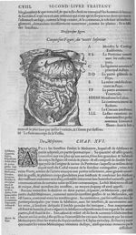 Fig. 17. Ventre inférieur - Les Oeuvres d’Ambroise Paré, conseiller et premier chirurgien du roy, di [...]
