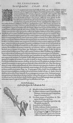 Fig. 18. Follicule du Fiel - Les Oeuvres d’Ambroise Paré, conseiller et premier chirurgien du roy, d [...]