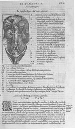 Fig. 19. Ventre inferieur - Les Oeuvres d’Ambroise Paré, conseiller et premier chirurgien du roy, di [...]