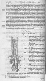 Fig. 28. Trachée artere - Les Oeuvres d’Ambroise Paré, conseiller et premier chirurgien du roy, divi [...]