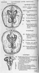 Fig. 40 à 43. Cerveau - Les Oeuvres d’Ambroise Paré, conseiller et premier chirurgien du roy, divisé [...]