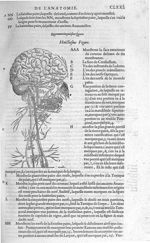 Fig. 45. [Cerveau et nerfs] - Les Oeuvres d’Ambroise Paré, conseiller et premier chirurgien du roy,  [...]