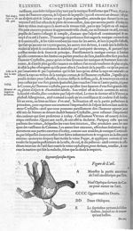 Fig. 47. Oeil - Les Oeuvres d’Ambroise Paré, conseiller et premier chirurgien du roy, divisées en vi [...]