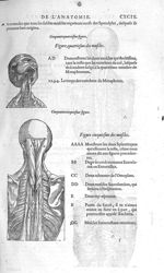 Fig. 54 et 55. Muscles - Les Oeuvres d’Ambroise Paré, conseiller et premier chirurgien du roy, divis [...]