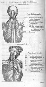 Fig. 56 et 57. Muscles - Les Oeuvres d’Ambroise Paré, conseiller et premier chirurgien du roy, divis [...]