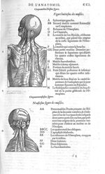 Fig. 58 et 59. Muscles - Les Oeuvres d’Ambroise Paré, conseiller et premier chirurgien du roy, divis [...]