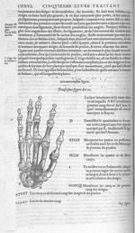 Fig. 61. Os. Face intérieure de la main droite - Les Oeuvres d’Ambroise Paré, conseiller et premier  [...]