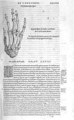Fig. 62. Face exterieure des os de la main droite - Les Oeuvres d’Ambroise Paré, conseiller et premi [...]