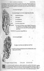 Fig. 64. Talon / Fig. 65. Pied - Les Oeuvres d’Ambroise Paré, conseiller et premier chirurgien du ro [...]