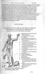 Fig. 68. Muscles - Les Oeuvres d’Ambroise Paré, conseiller et premier chirurgien du roy, divisées en [...]