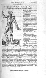 Fig. 69. Muscles - Les Oeuvres d’Ambroise Paré, conseiller et premier chirurgien du roy, divisées en [...]