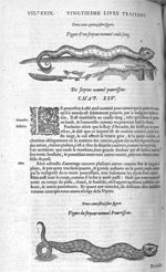 Fig. 215. Serpent nommé coule sang / Fig. 216. Serpent nommé pourrisseur - Les Oeuvres d’Ambroise Pa [...]