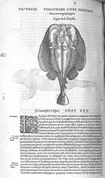 Fig. 220. Torpille - Les Oeuvres d’Ambroise Paré, conseiller et premier chirurgien du roy, divisées  [...]