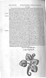 Fig. 223. Aconit - Les Oeuvres d’Ambroise Paré, conseiller et premier chirurgien du roy, divisées en [...]