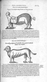 Fig. 295. Demy homme & demy pourceau / Fig. 296. Monstre chien, ayant la teste semblable à une volai [...]