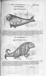 Fig. 307. Veau marin / Fig. 308. Sanglier marin - Les Oeuvres d’Ambroise Paré, conseiller et premier [...]