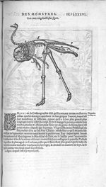 Fig. 328. [Squelette d'autruche] - Les Oeuvres d’Ambroise Paré, conseiller et premier chirurgien du  [...]